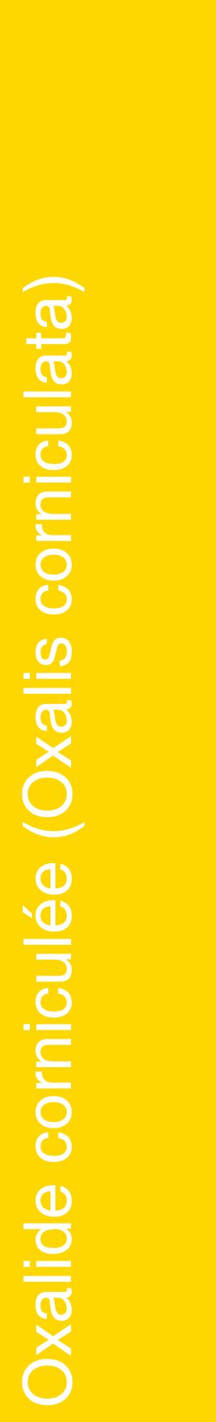Étiquette de : Oxalis corniculata - format c - style blanche21_basiquehel avec comestibilité