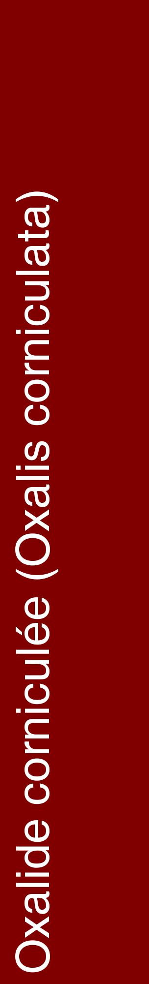 Étiquette de : Oxalis corniculata - format c - style blanche29_basiquehel avec comestibilité