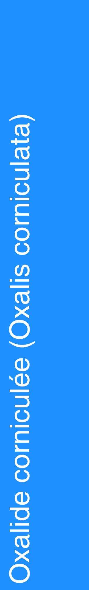 Étiquette de : Oxalis corniculata - format c - style blanche3_basiquehel avec comestibilité