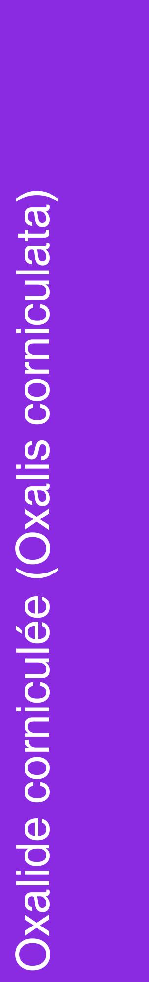 Étiquette de : Oxalis corniculata - format c - style blanche49_basiquehel avec comestibilité