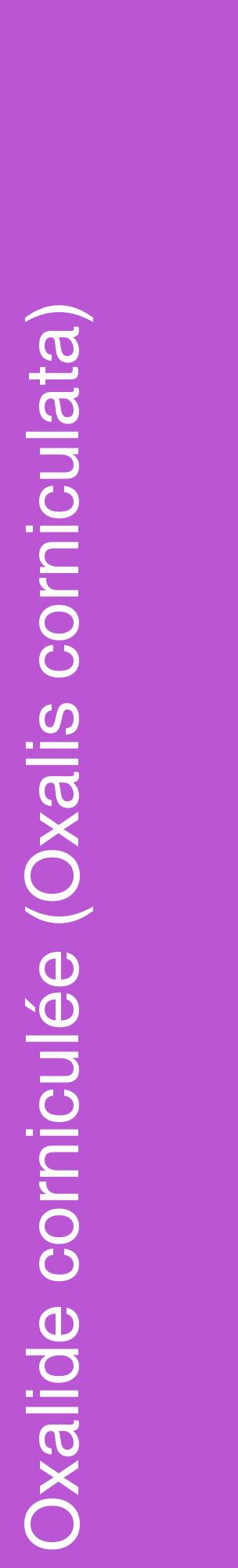 Étiquette de : Oxalis corniculata - format c - style blanche50_basiquehel avec comestibilité