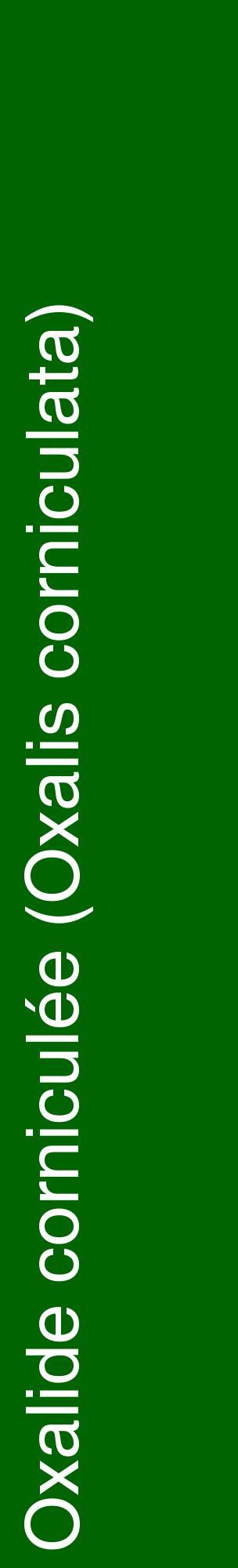 Étiquette de : Oxalis corniculata - format c - style blanche8_basiquehel avec comestibilité