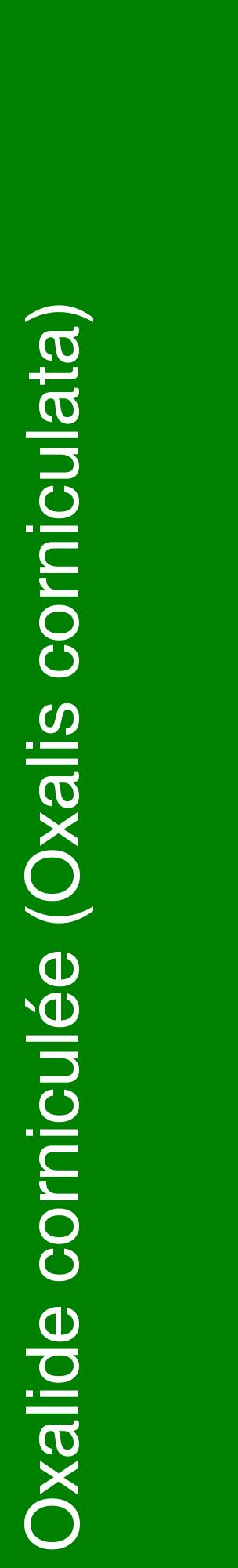 Étiquette de : Oxalis corniculata - format c - style blanche9_basiquehel avec comestibilité
