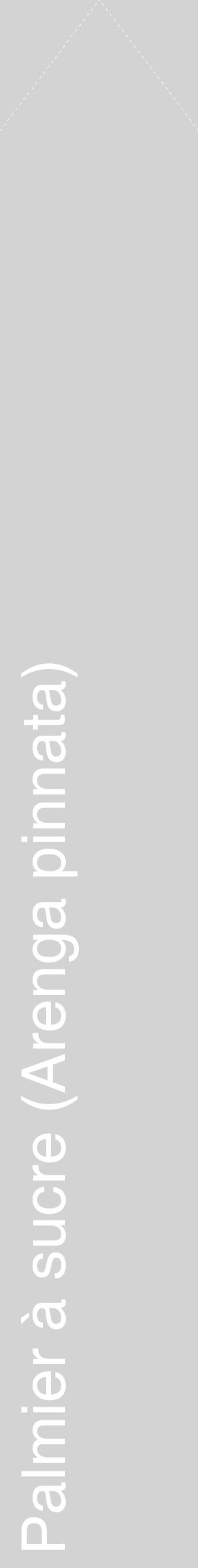 Étiquette de : Arenga pinnata - format c - style blanche56_simplehel avec comestibilité