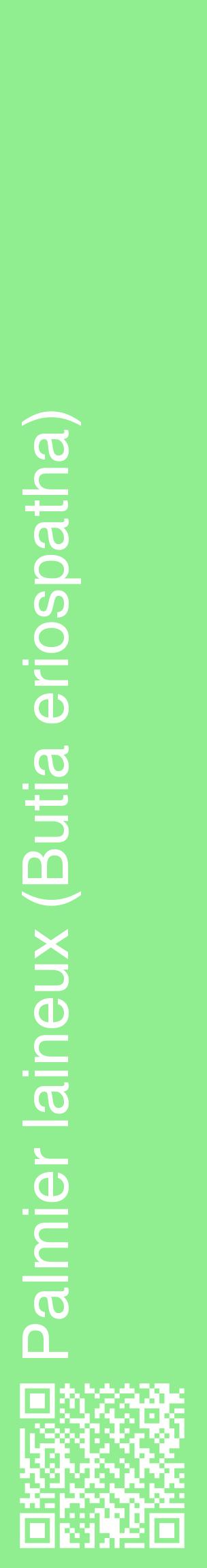 Étiquette de : Butia eriospatha - format c - style blanche15_basiquehel avec qrcode et comestibilité