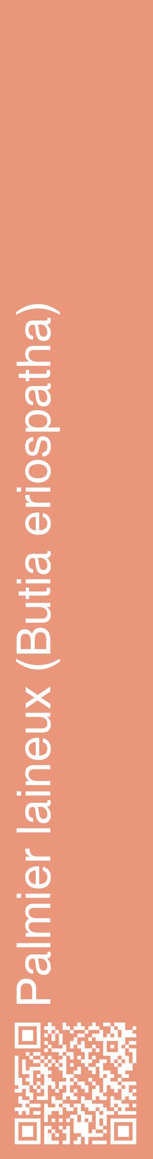 Étiquette de : Butia eriospatha - format c - style blanche37_basiquehel avec qrcode et comestibilité