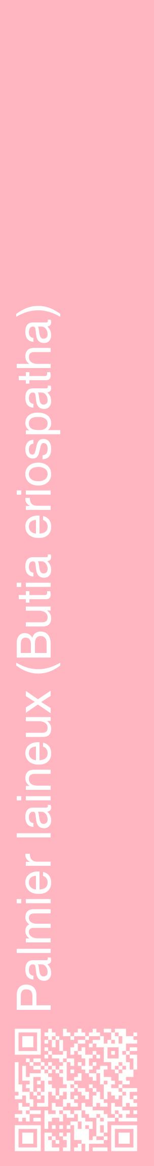 Étiquette de : Butia eriospatha - format c - style blanche41_basiquehel avec qrcode et comestibilité