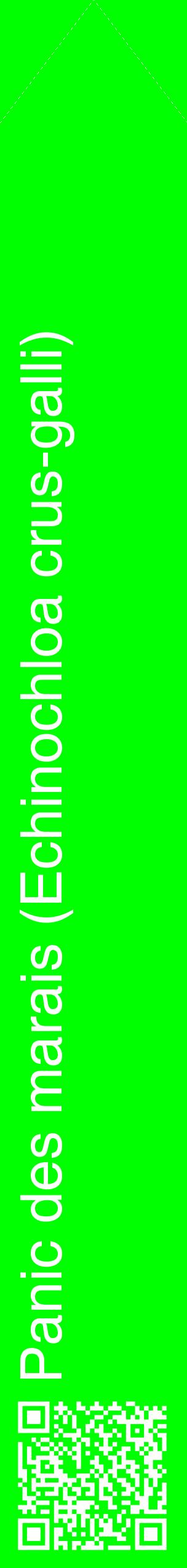 Étiquette de : Echinochloa crus-galli - format c - style blanche16_simplehel avec qrcode et comestibilité
