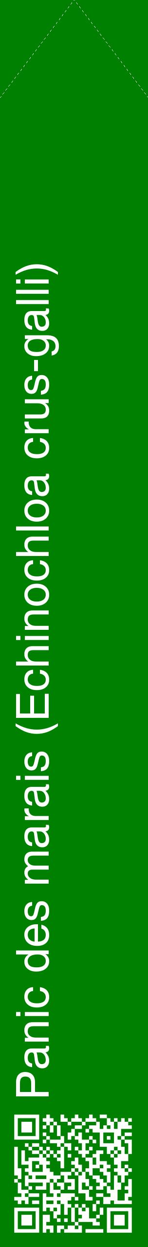 Étiquette de : Echinochloa crus-galli - format c - style blanche9_simplehel avec qrcode et comestibilité