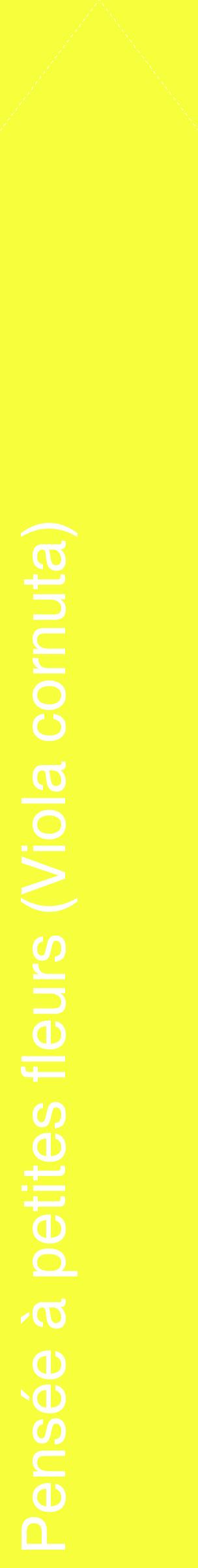 Étiquette de : Viola cornuta - format c - style blanche18_simplehel avec comestibilité