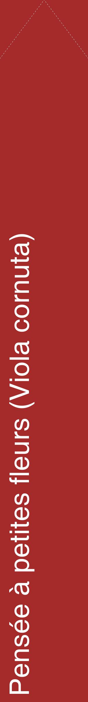 Étiquette de : Viola cornuta - format c - style blanche33_simplehel avec comestibilité