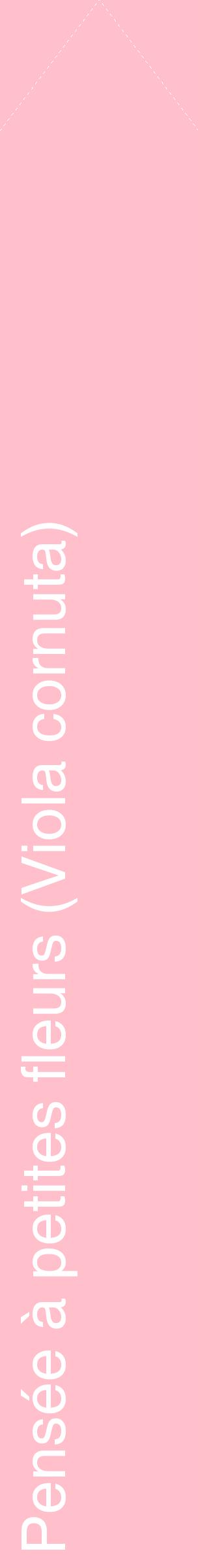 Étiquette de : Viola cornuta - format c - style blanche40_simplehel avec comestibilité