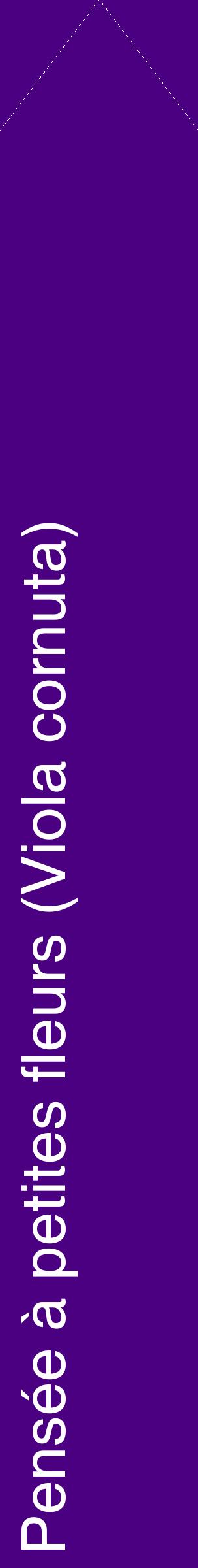 Étiquette de : Viola cornuta - format c - style blanche47_simplehel avec comestibilité