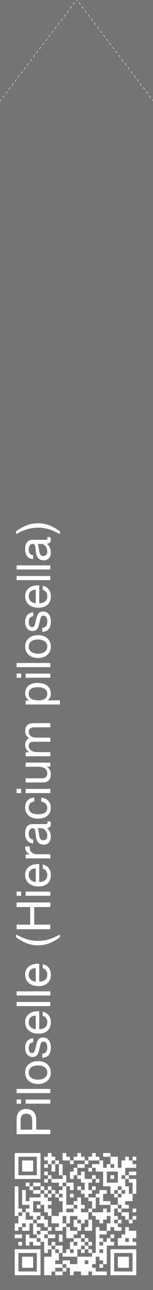 Étiquette de : Hieracium pilosella - format c - style blanche26_simple_simplehel avec qrcode et comestibilité - position verticale