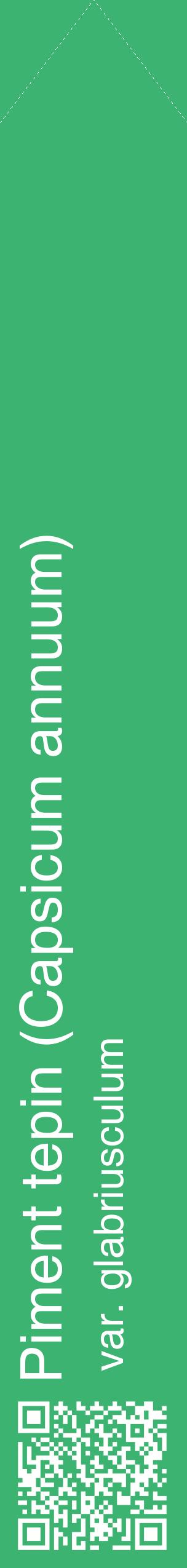 Étiquette de : Capsicum annuum var. glabriusculum - format c - style blanche12_simplehel avec qrcode et comestibilité