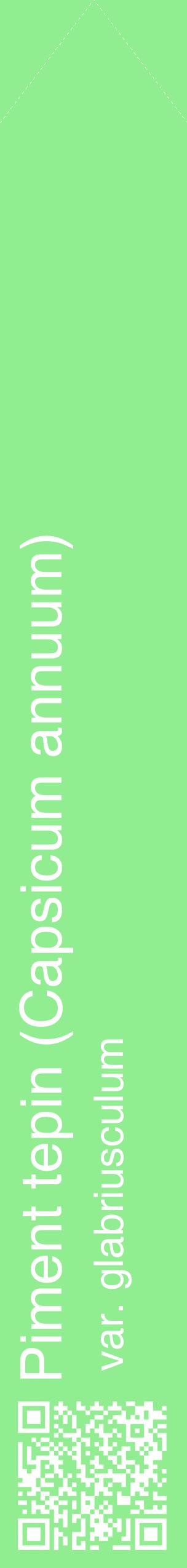 Étiquette de : Capsicum annuum var. glabriusculum - format c - style blanche15_simplehel avec qrcode et comestibilité