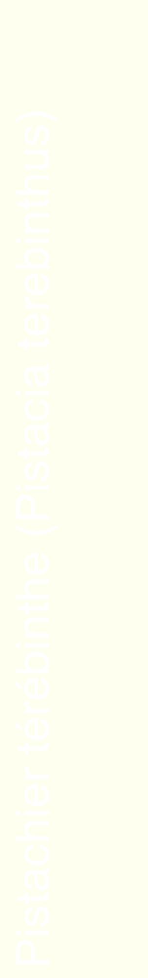 Étiquette de : Pistacia terebinthus - format c - style blanche19_basiquehel avec comestibilité
