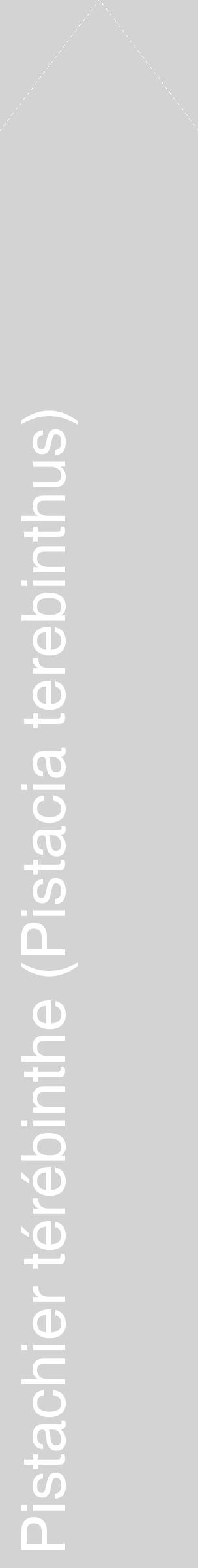 Étiquette de : Pistacia terebinthus - format c - style blanche56_simplehel avec comestibilité