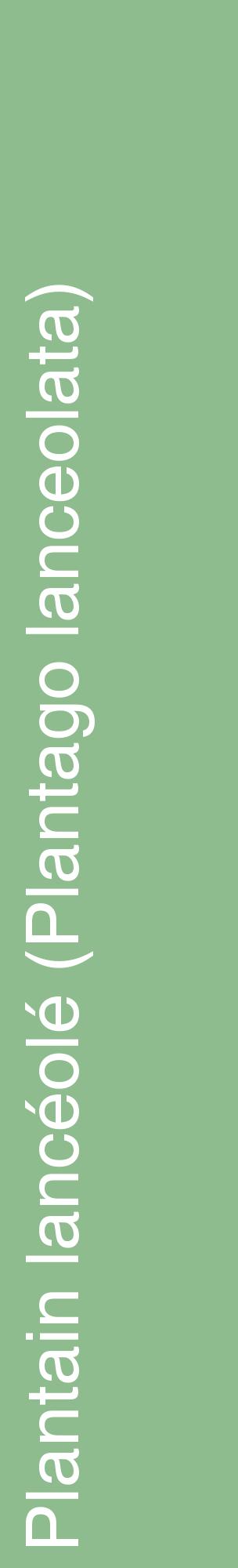 Étiquette de : Plantago lanceolata - format c - style blanche13_basiquehel avec comestibilité