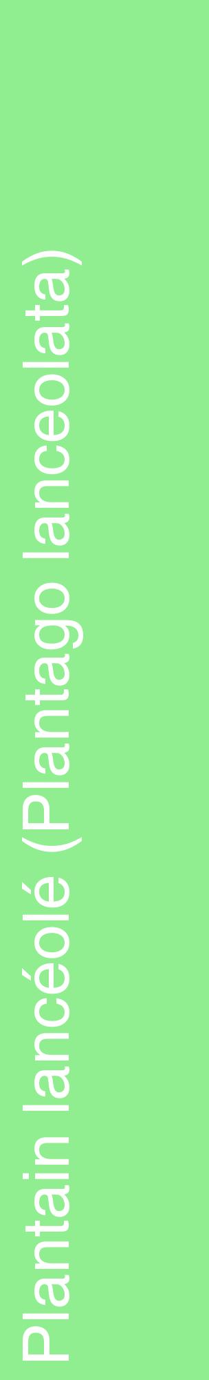 Étiquette de : Plantago lanceolata - format c - style blanche15_basiquehel avec comestibilité