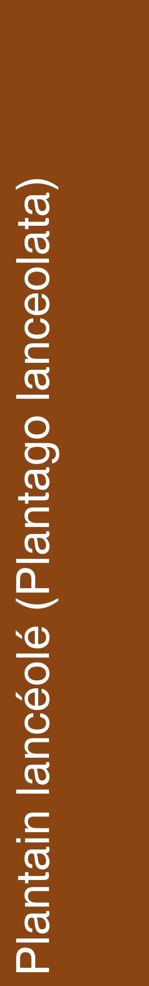 Étiquette de : Plantago lanceolata - format c - style blanche30_basiquehel avec comestibilité