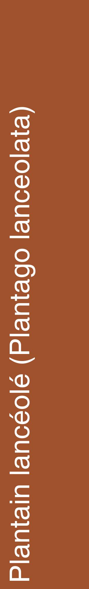 Étiquette de : Plantago lanceolata - format c - style blanche32_basiquehel avec comestibilité