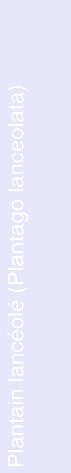 Étiquette de : Plantago lanceolata - format c - style blanche55_basiquehel avec comestibilité