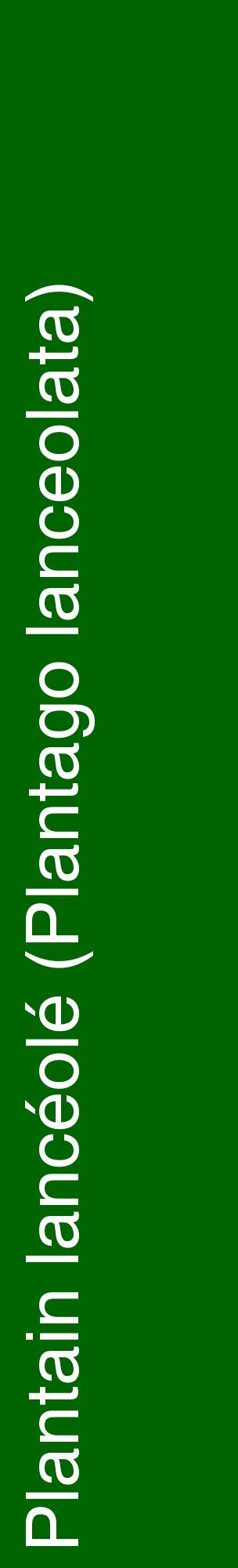 Étiquette de : Plantago lanceolata - format c - style blanche8_basiquehel avec comestibilité