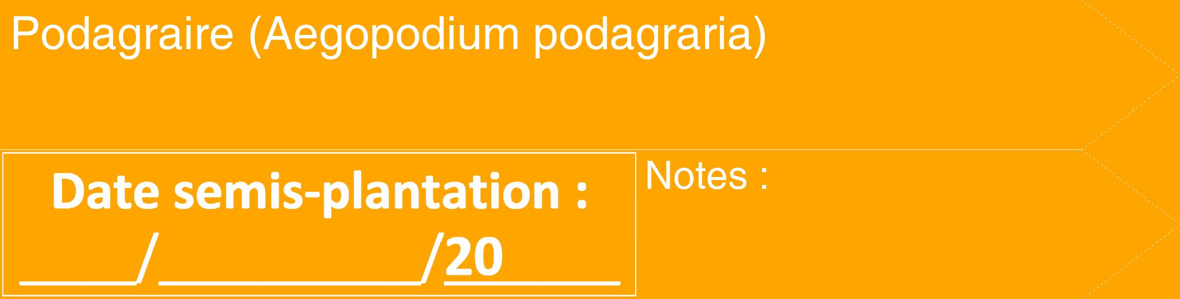 Étiquette de : Aegopodium podagraria - format c - style blanche22_simple_simplehel avec comestibilité