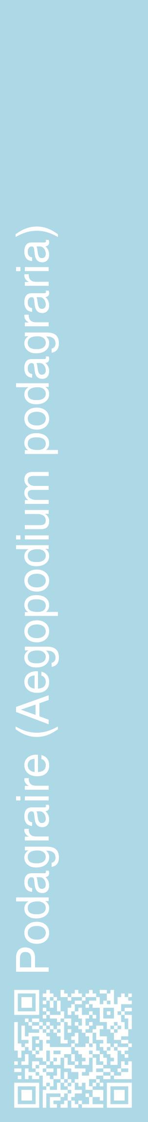 Étiquette de : Aegopodium podagraria - format c - style blanche0_basiquehel avec qrcode et comestibilité