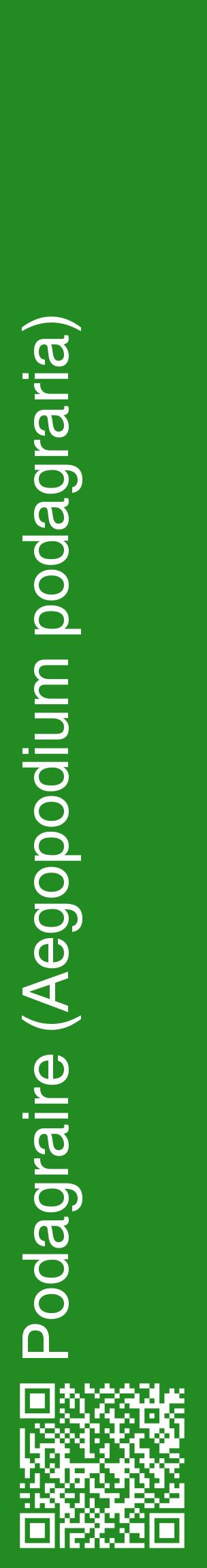 Étiquette de : Aegopodium podagraria - format c - style blanche10_basiquehel avec qrcode et comestibilité