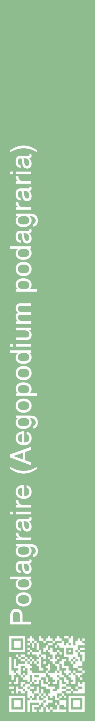 Étiquette de : Aegopodium podagraria - format c - style blanche13_basiquehel avec qrcode et comestibilité