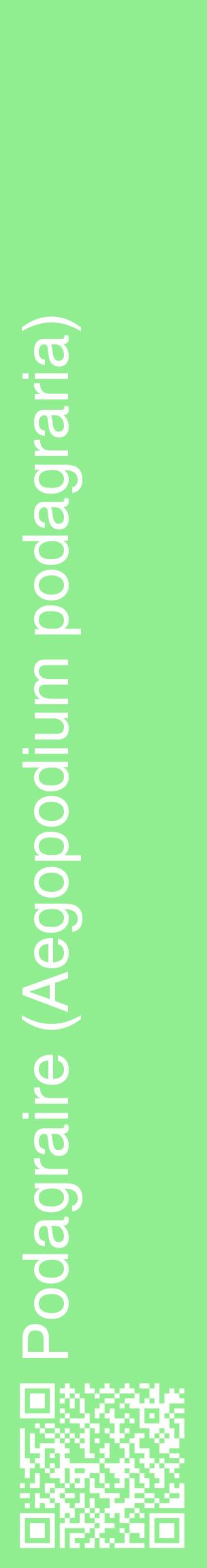 Étiquette de : Aegopodium podagraria - format c - style blanche15_basiquehel avec qrcode et comestibilité