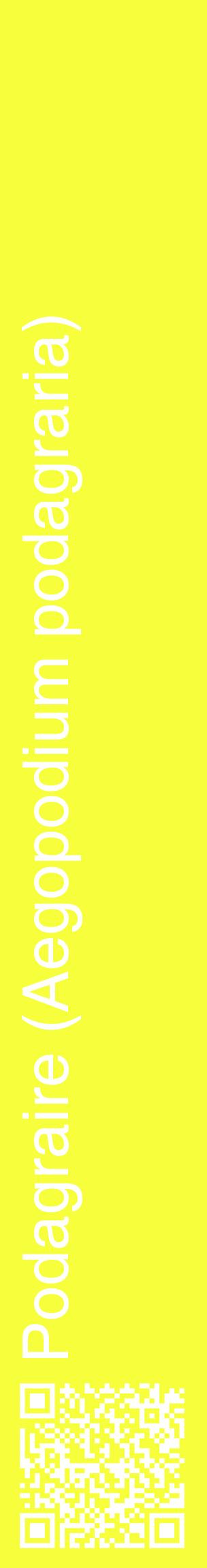 Étiquette de : Aegopodium podagraria - format c - style blanche18_basiquehel avec qrcode et comestibilité