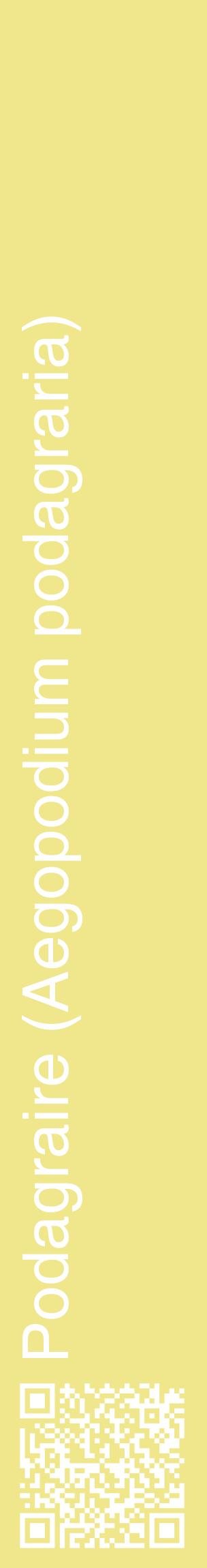Étiquette de : Aegopodium podagraria - format c - style blanche20_basiquehel avec qrcode et comestibilité