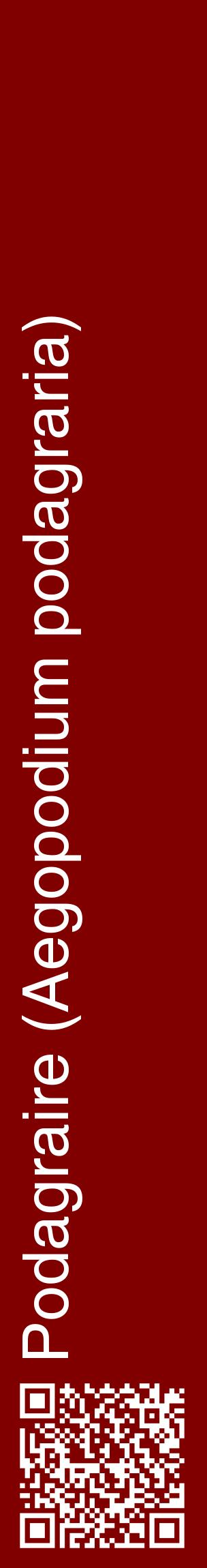 Étiquette de : Aegopodium podagraria - format c - style blanche29_basiquehel avec qrcode et comestibilité