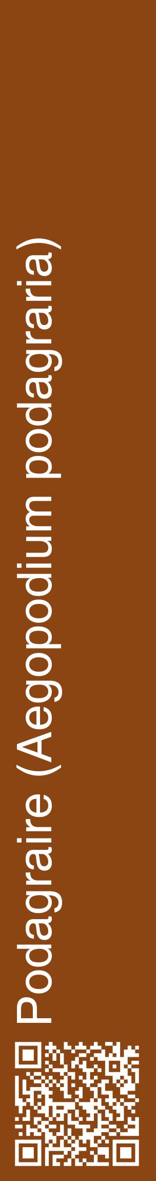 Étiquette de : Aegopodium podagraria - format c - style blanche30_basiquehel avec qrcode et comestibilité
