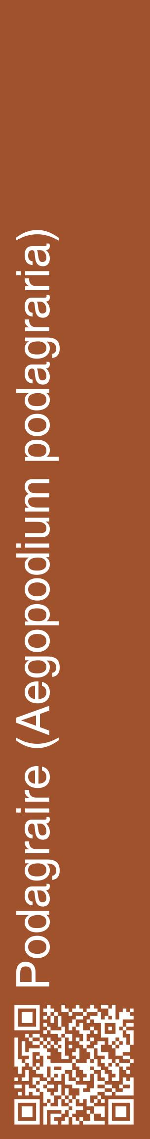 Étiquette de : Aegopodium podagraria - format c - style blanche32_basiquehel avec qrcode et comestibilité