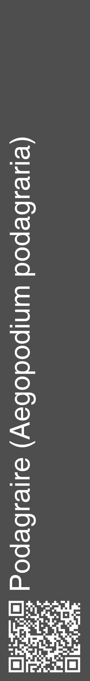 Étiquette de : Aegopodium podagraria - format c - style blanche33_basique_basiquehel avec qrcode et comestibilité - position verticale