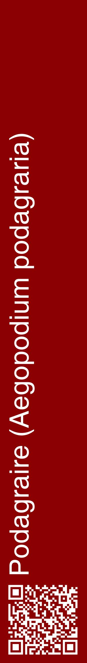 Étiquette de : Aegopodium podagraria - format c - style blanche34_basiquehel avec qrcode et comestibilité