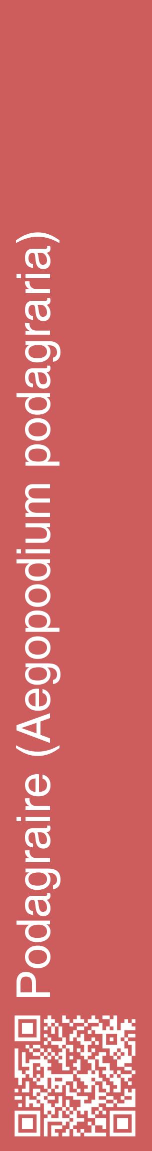 Étiquette de : Aegopodium podagraria - format c - style blanche35_basiquehel avec qrcode et comestibilité