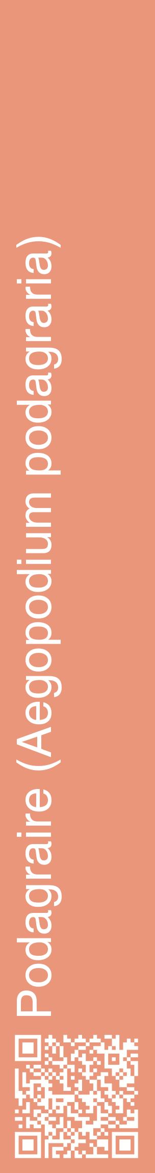 Étiquette de : Aegopodium podagraria - format c - style blanche37_basiquehel avec qrcode et comestibilité