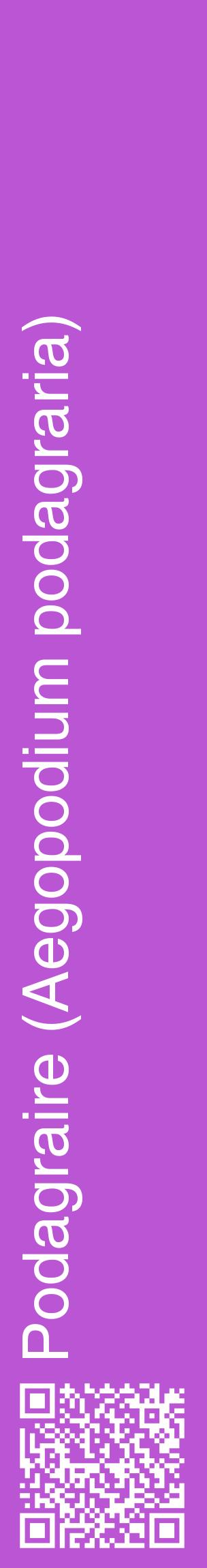 Étiquette de : Aegopodium podagraria - format c - style blanche50_basiquehel avec qrcode et comestibilité