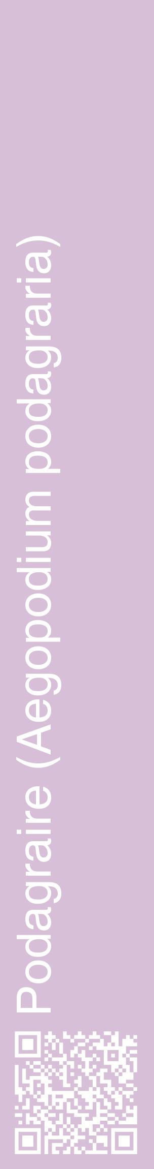 Étiquette de : Aegopodium podagraria - format c - style blanche54_basiquehel avec qrcode et comestibilité
