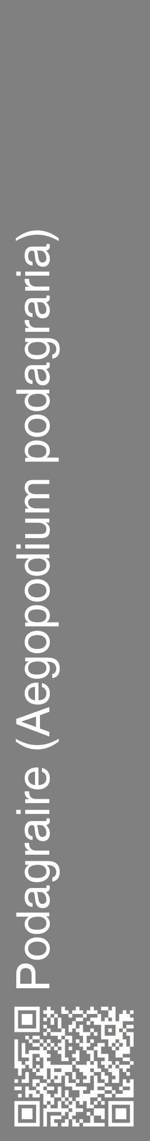 Étiquette de : Aegopodium podagraria - format c - style blanche57_basiquehel avec qrcode et comestibilité