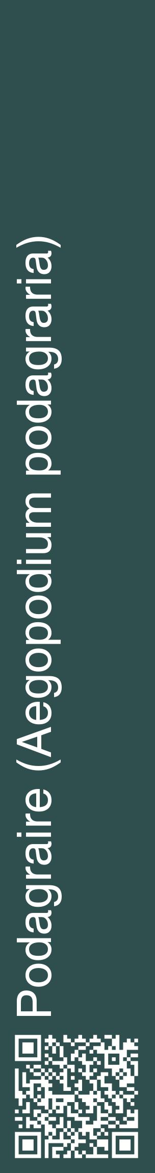 Étiquette de : Aegopodium podagraria - format c - style blanche58_basiquehel avec qrcode et comestibilité