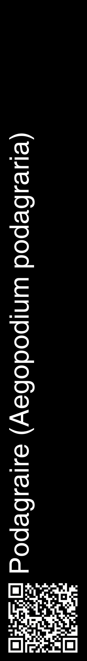 Étiquette de : Aegopodium podagraria - format c - style blanche59_basiquehel avec qrcode et comestibilité