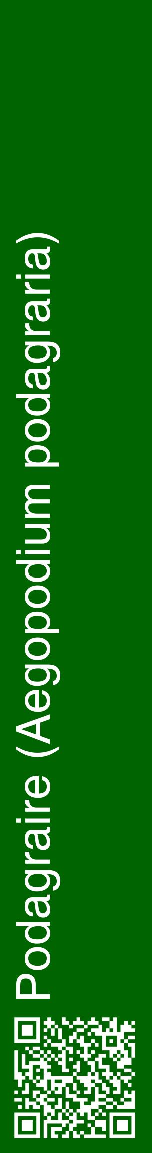 Étiquette de : Aegopodium podagraria - format c - style blanche8_basiquehel avec qrcode et comestibilité