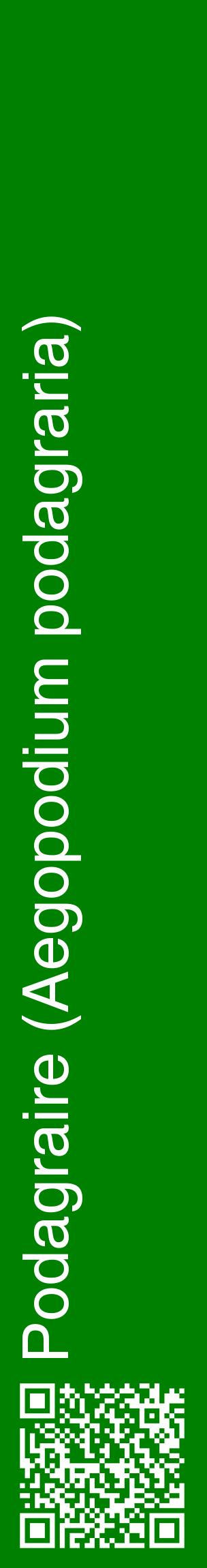 Étiquette de : Aegopodium podagraria - format c - style blanche9_basiquehel avec qrcode et comestibilité
