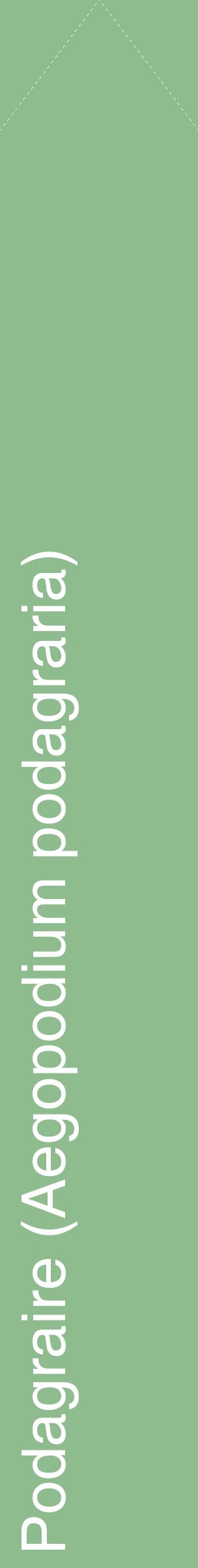 Étiquette de : Aegopodium podagraria - format c - style blanche13_simplehel avec comestibilité